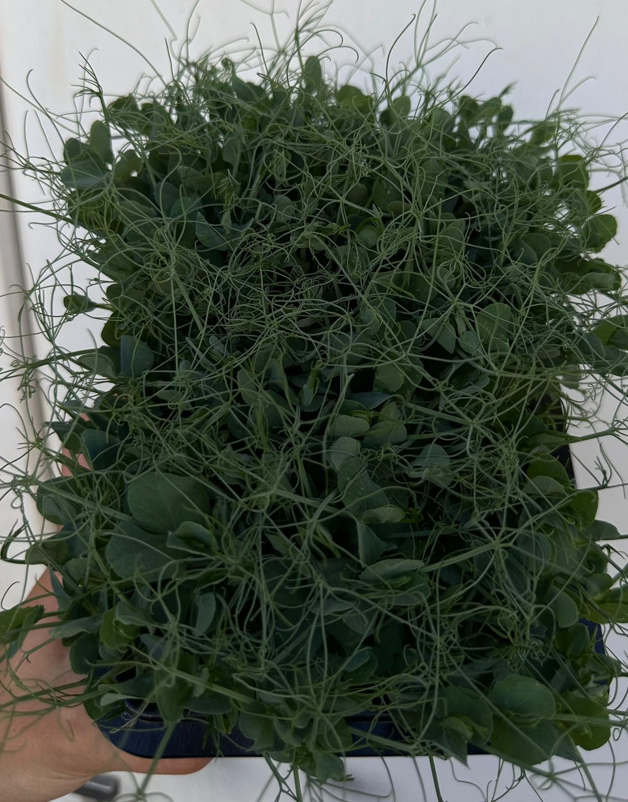 Microplante de in