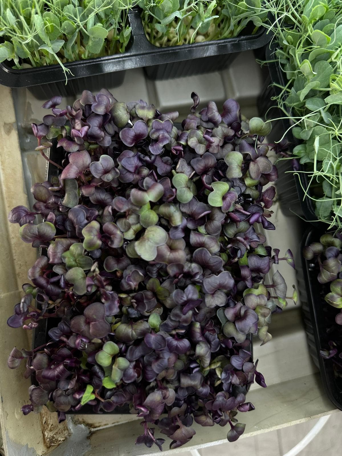 Microplante de ridiche