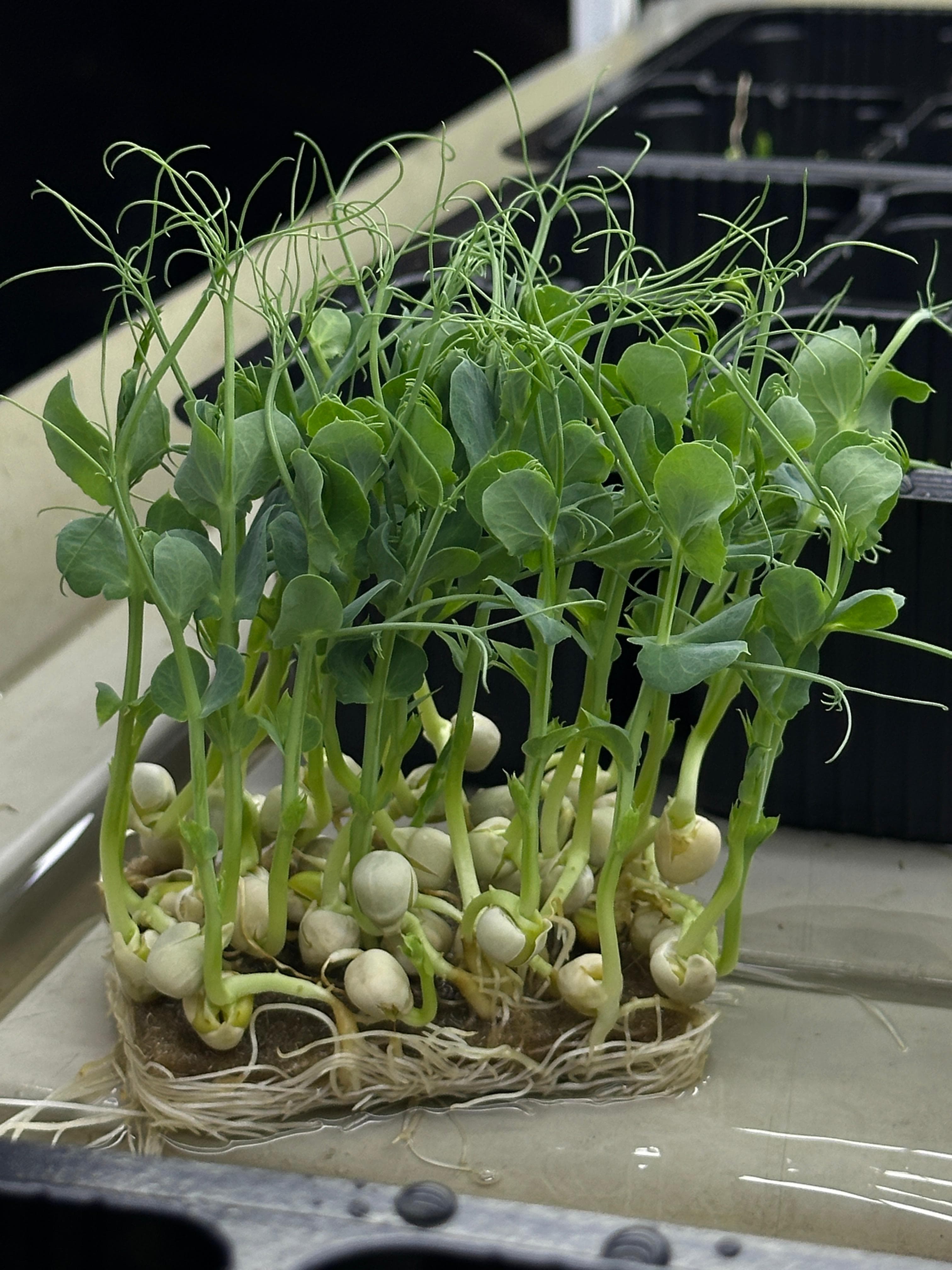 Microplante de mazăre